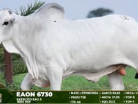 Lote 68