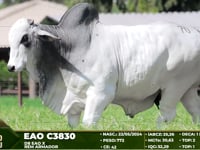 Lote 70