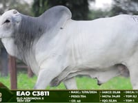 Lote 73
