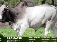 Lote 74