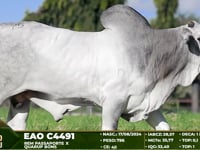 Lote 75