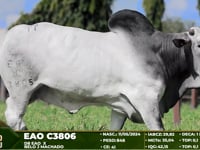 Lote 77