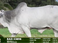 Lote 78