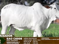 LOTE ASP EMBAIXADOR