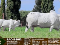 Lote 82