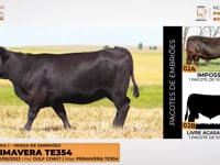 Lote 02