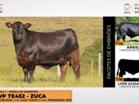 Lote 01