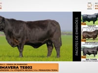 Lote 04