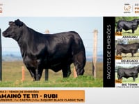 Lote 06