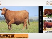 Lote 07