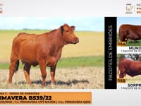 Lote 08
