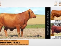 Lote 09