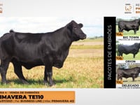 Lote 10