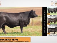 Lote 11