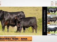 Lote 12