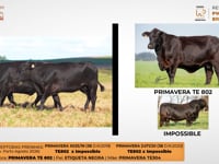 Lote 14