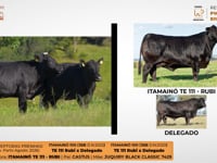 Lote 15