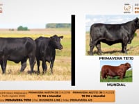 Lote 16
