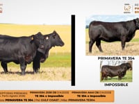 Lote 17