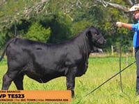 Lote 18