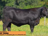 Lote 19