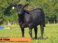 Lote 20