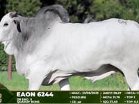Lote 64
