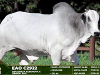 Lote 04