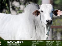 Lote 08