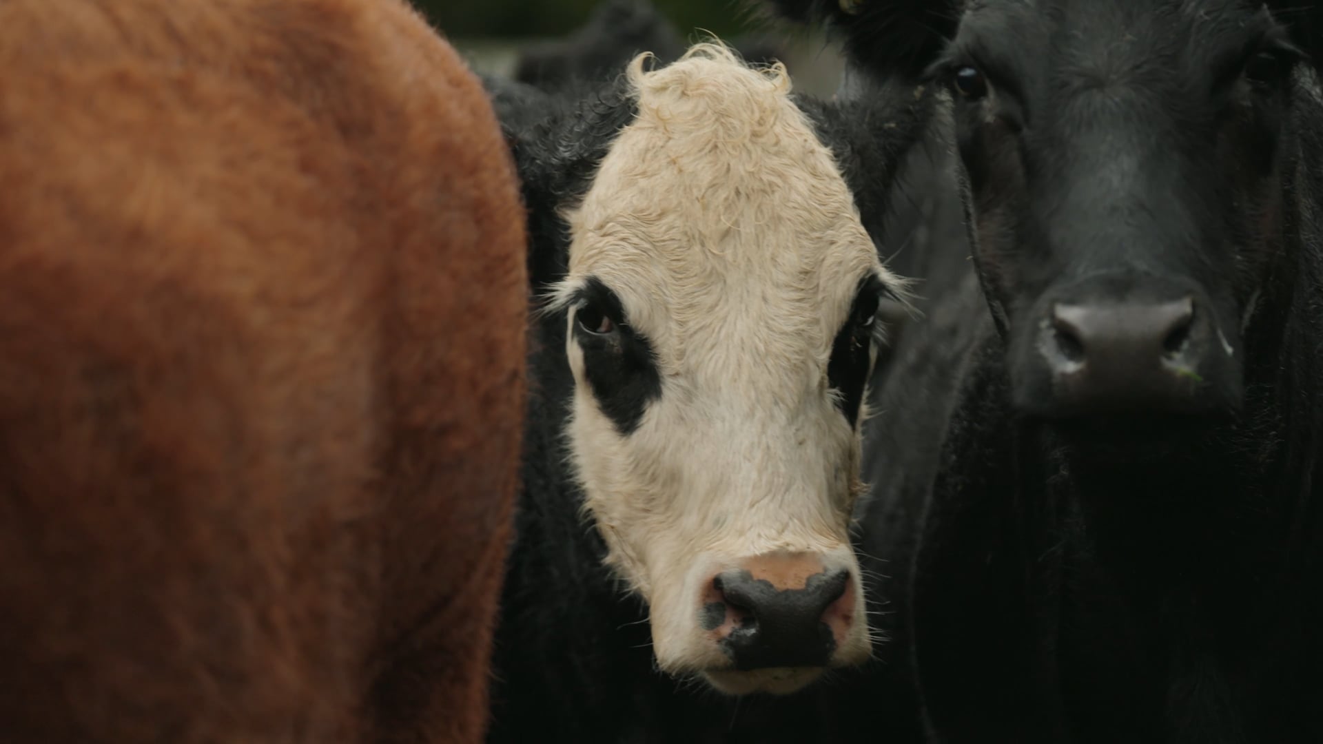 NZ Herefords - Doug McKenzie (Facebook)