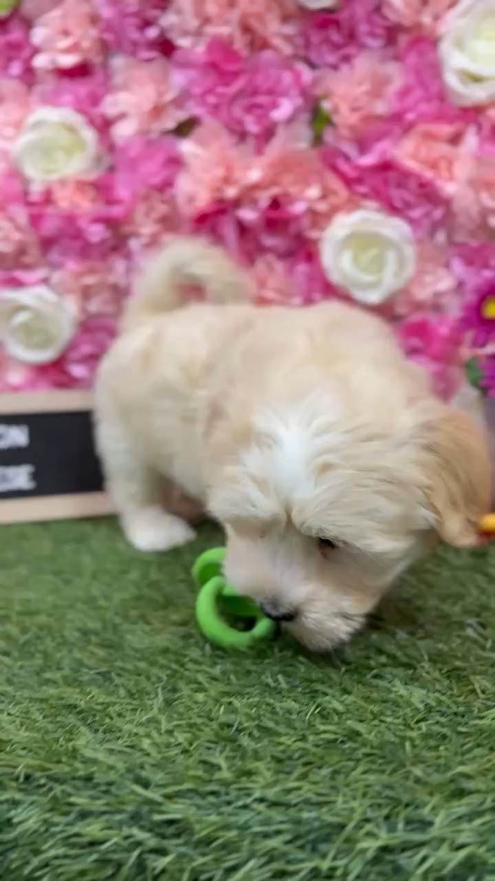 Male Havanese puppy named Jackson for sale at Pet Express Braintree. video thumbnail