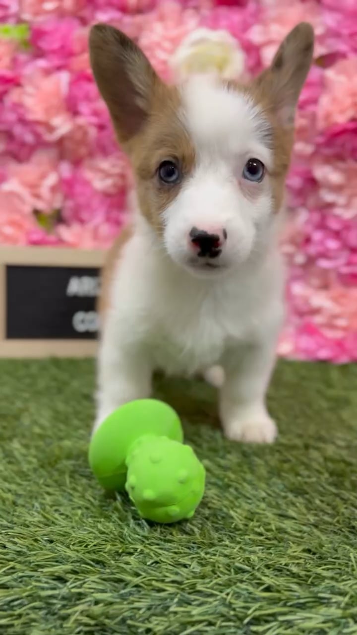 Female Pembroke Welsh Corgi puppy named Arizona for sale at Pet Express Braintree. video thumbnail