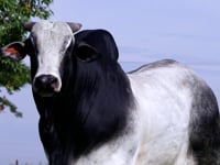 Lote 45