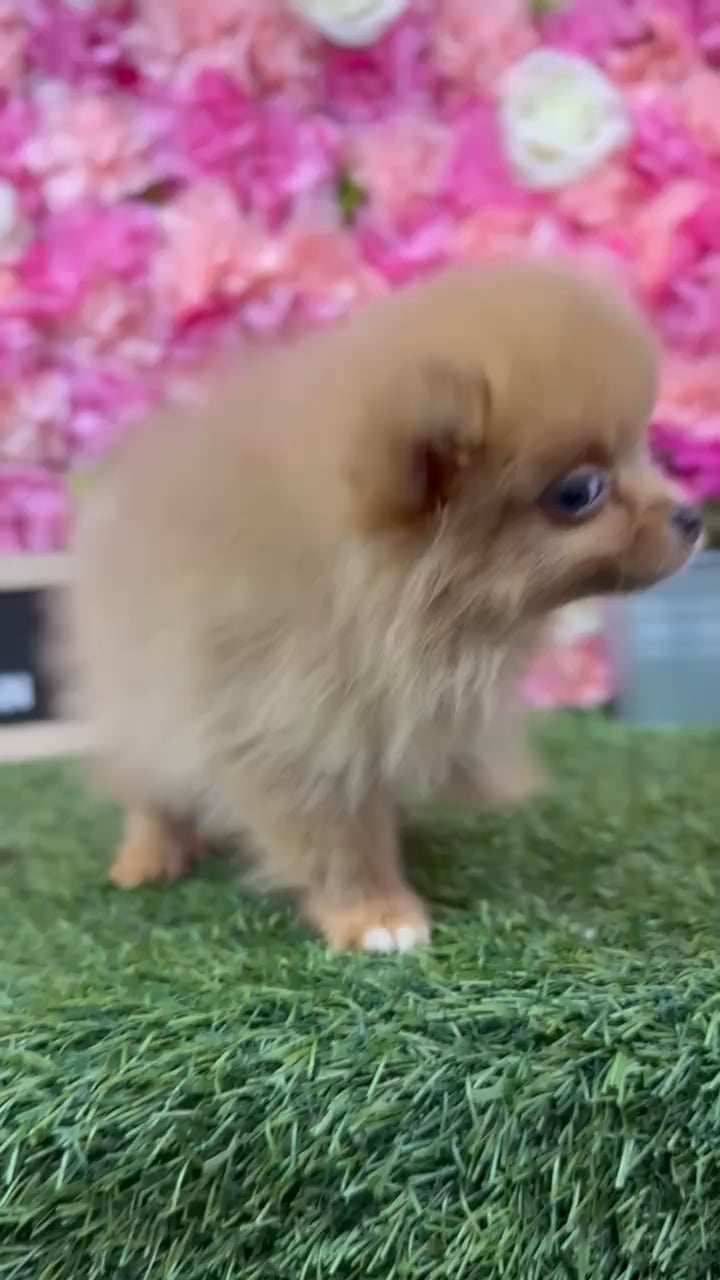 Male Pomeranian puppy named Sloan for sale at Pet Express Braintree. video thumbnail
