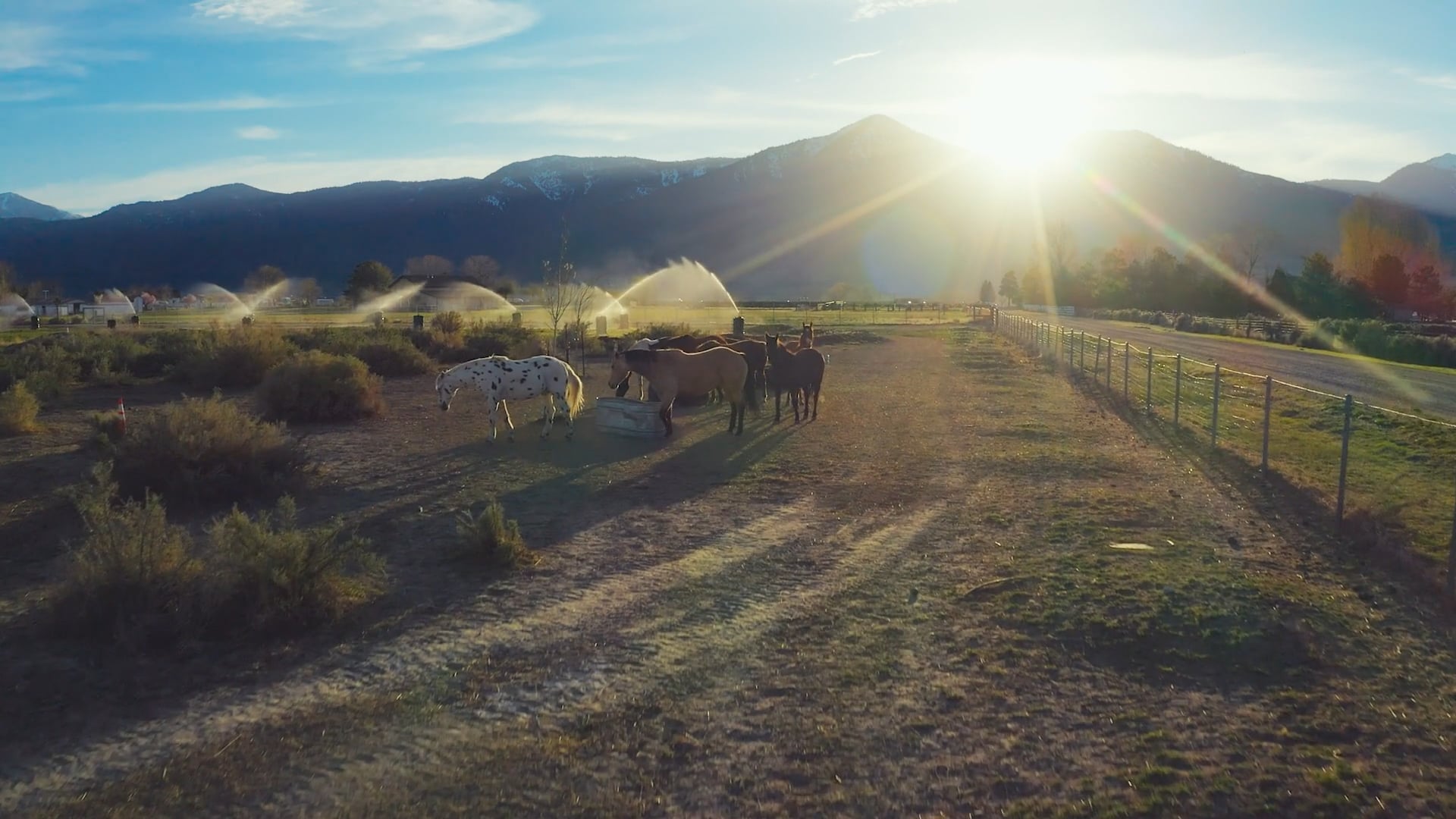 Medicine Of The Herd trailer 2