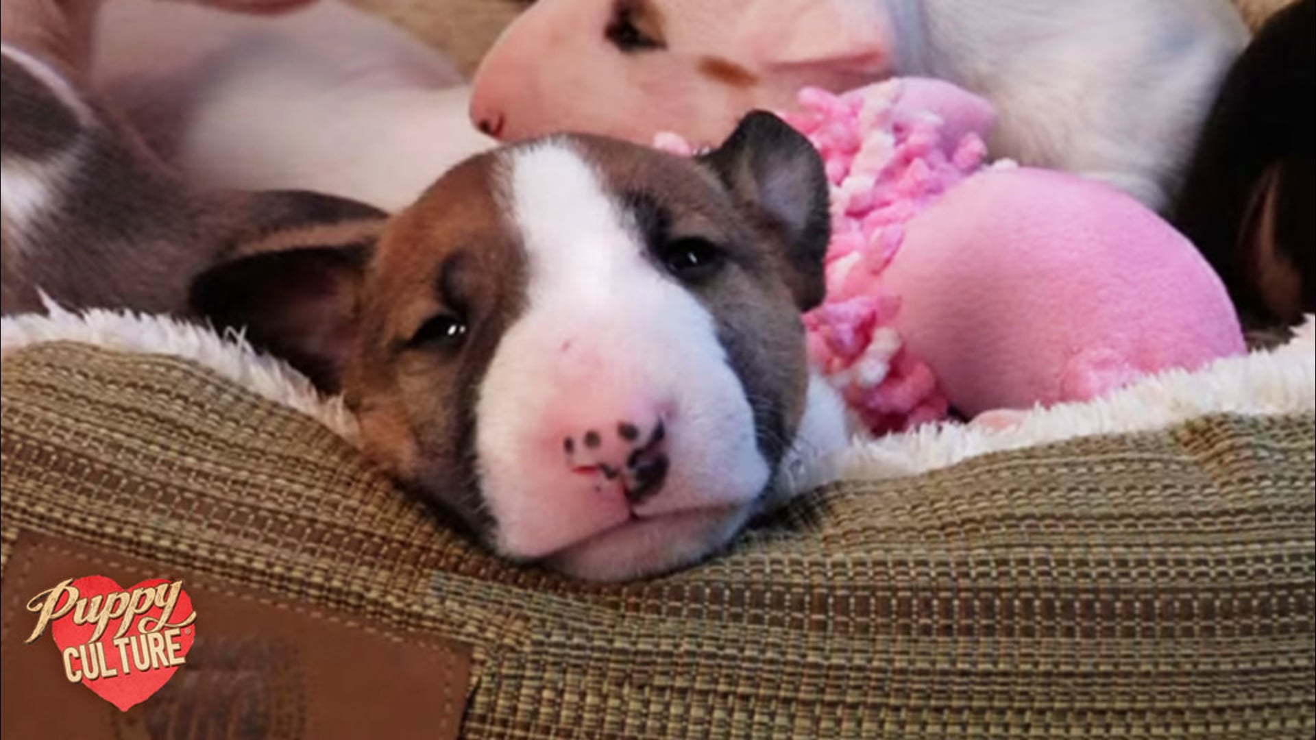 The "Why" of Puppy Culture