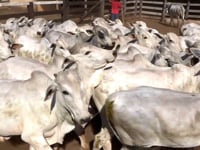 Lote 25