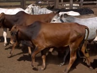 Lote 26