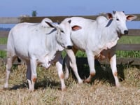 Lote 35