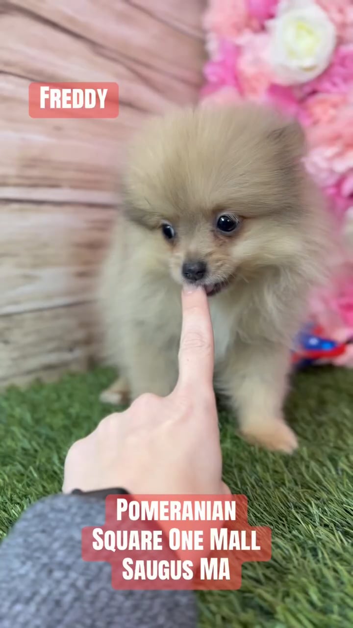 Male Pomeranian puppy named Freddy for sale at Pet Express Saugus. video thumbnail