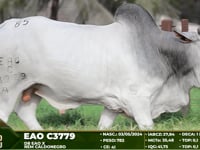 Lote 85