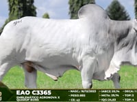 Lote 94