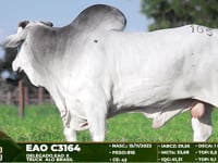 Lote 105