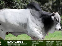 Lote 117