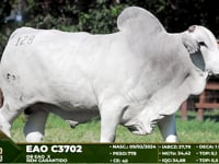 Lote 128