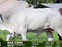 Lote 137