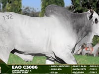Lote 132