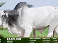 Lote 146