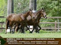 Lote M03