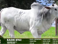 Lote 82